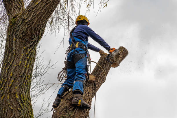 Best Tree Preservation Services  in La Honda, CA