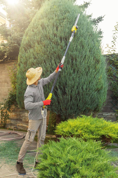 Best Tree Mulching  in La Honda, CA